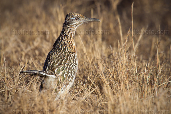 Greater Roadrunner Image @ Kiwifoto.com