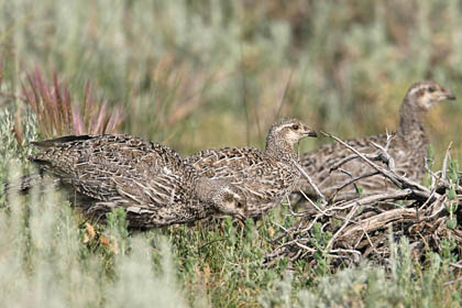 Greater Sage-grouse