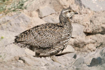 Greater Sage-Grouse Image @ Kiwifoto.com