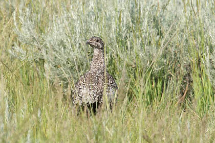 Greater Sage-Grouse Picture @ Kiwifoto.com