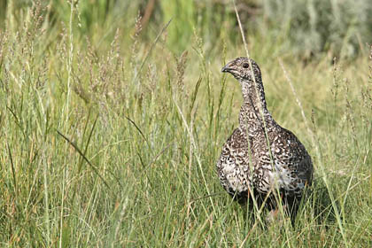 Greater Sage-Grouse Photo @ Kiwifoto.com