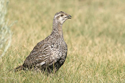 Greater Sage-Grouse, Bodie, California