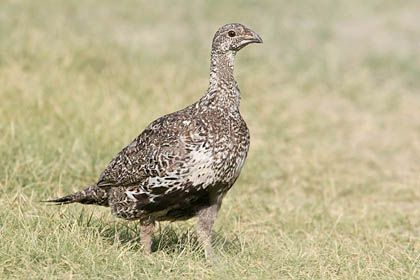 Greater Sage-Grouse Image @ Kiwifoto.com