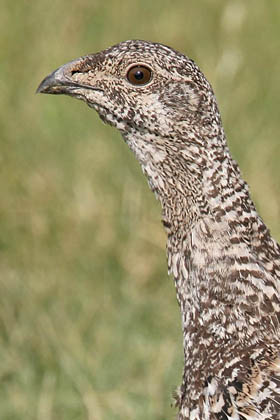 Greater Sage-Grouse Photo @ Kiwifoto.com