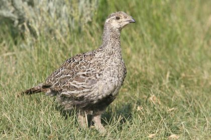 Greater Sage-Grouse Picture @ Kiwifoto.com