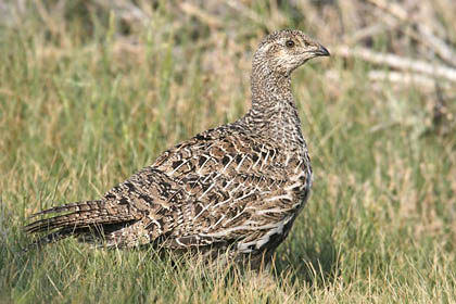 Greater Sage-Grouse Image @ Kiwifoto.com