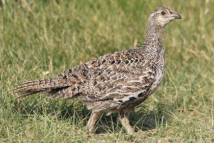 Greater Sage-Grouse Image @ Kiwifoto.com