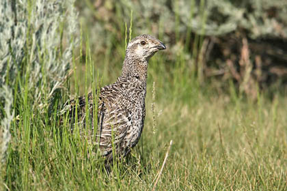 Greater Sage-Grouse Photo @ Kiwifoto.com