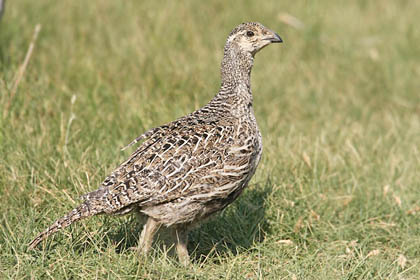 Greater Sage-Grouse Photo @ Kiwifoto.com