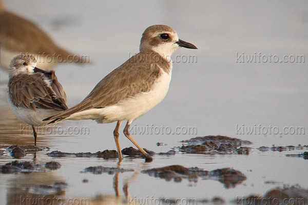 Greater Sand-Plover (Spoon-billed Sandpiper preening on left)