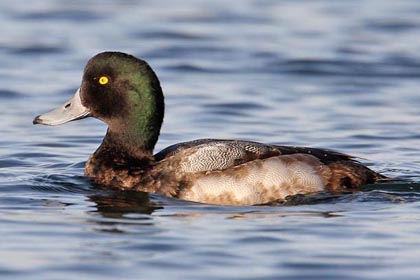 Greater Scaup Image @ Kiwifoto.com