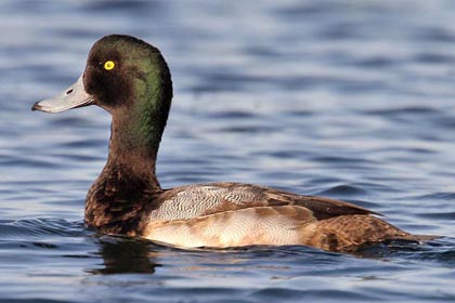 Greater Scaup Image @ Kiwifoto.com