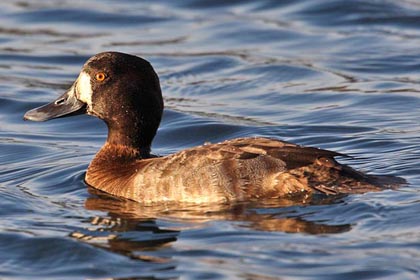 Greater Scaup Image @ Kiwifoto.com