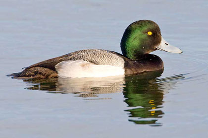 Greater Scaup Image @ Kiwifoto.com