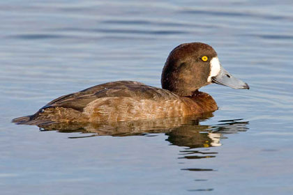 Greater Scaup Image @ Kiwifoto.com