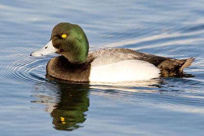Greater Scaup Image @ Kiwifoto.com