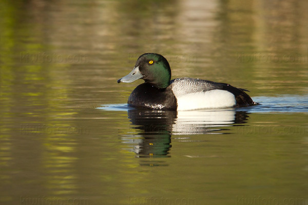 Greater Scaup Image @ Kiwifoto.com