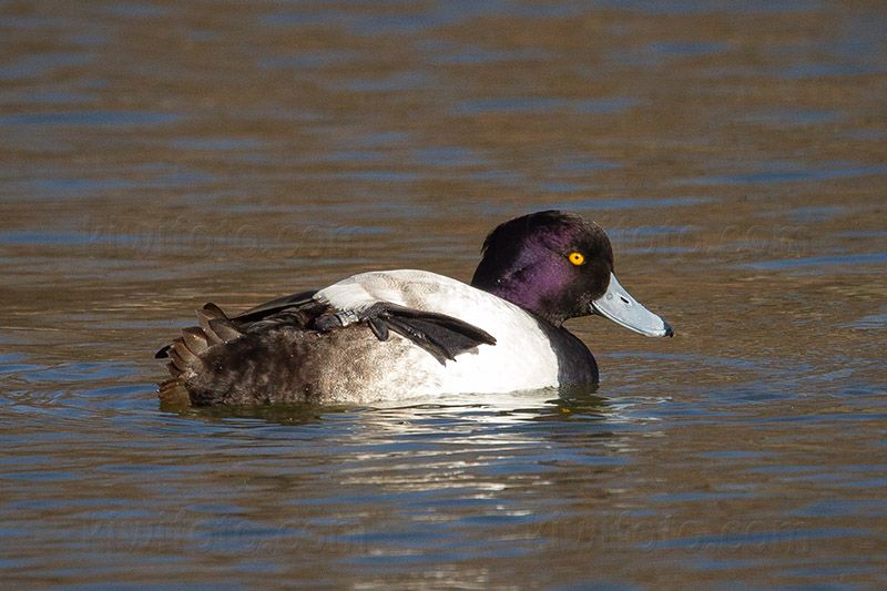 Greater Scaup Aythya fuligula x marila @ Ueno Park, Taito City, Tokyo, Japan Greater Scaup Aythya fuligula x marila @ Ueno Park, Taito City, Tokyo, Japan