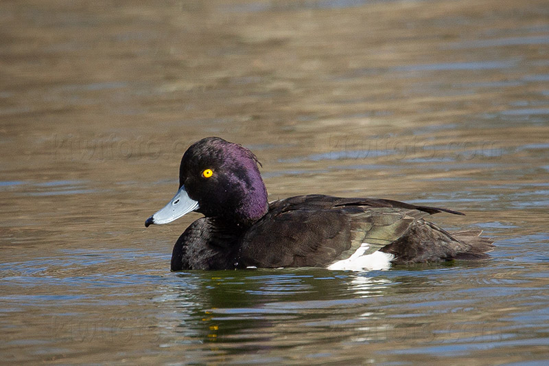 Greater Scaup (Aythya fuligula x marila)