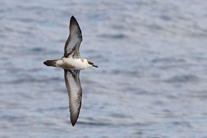 Greater Shearwater Image @ Kiwifoto.com