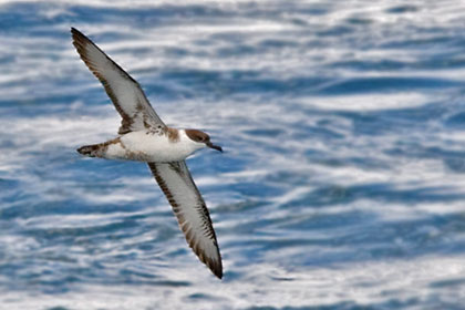 Greater Shearwater Image @ Kiwifoto.com