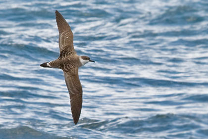 Greater Shearwater Picture @ Kiwifoto.com