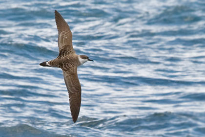 Greater Shearwater