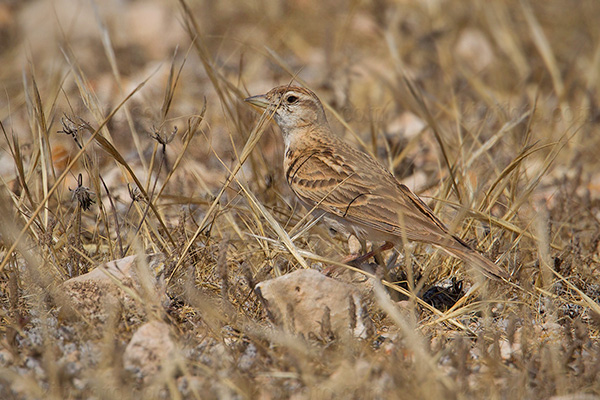 Greater Short-toed Lark Photo @ Kiwifoto.com