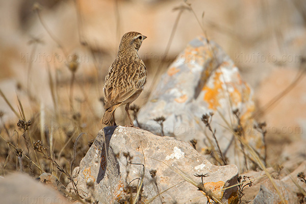 Greater Short-toed Lark Image @ Kiwifoto.com