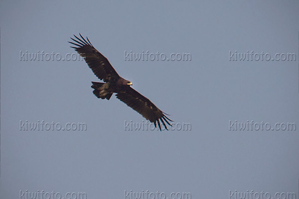 Greater Spotted Eagle