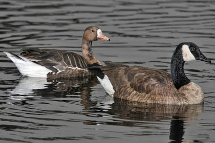 Greater White-fronted Goose Photo @ Kiwifoto.com