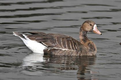 Greater White-fronted Goose Photo @ Kiwifoto.com