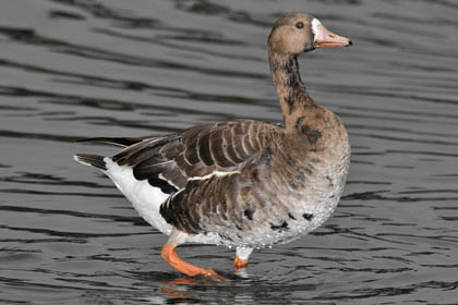 Greater White-fronted Goose Picture @ Kiwifoto.com