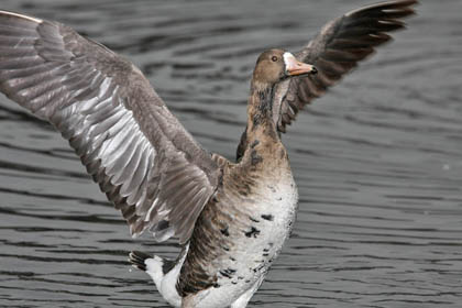 Greater White-fronted Goose Image @ Kiwifoto.com