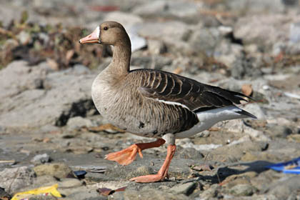 Greater White-fronted Goose Image @ Kiwifoto.com