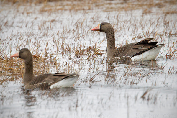 Greater White-fronted Goose Image @ Kiwifoto.com