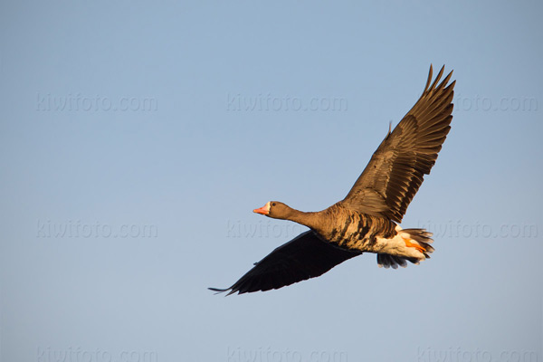 Greater White-fronted Goose Image @ Kiwifoto.com