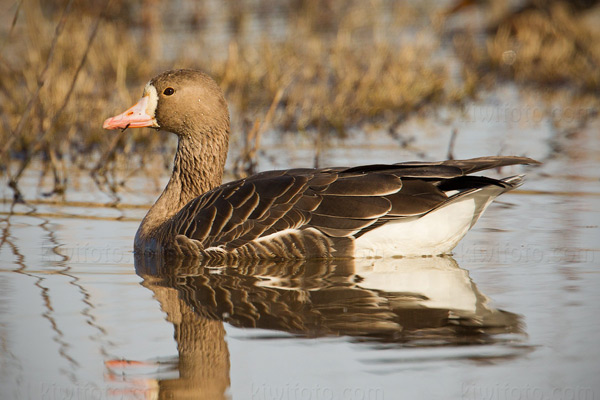 Greater White-fronted Goose Image @ Kiwifoto.com