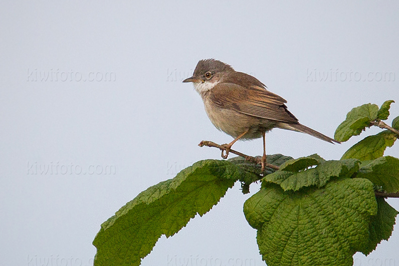 Greater Whitethroat Photo @ Kiwifoto.com