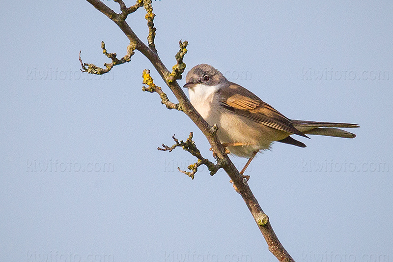 Greater Whitethroat Image @ Kiwifoto.com