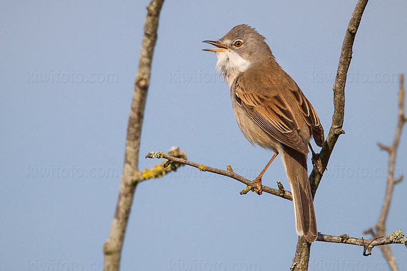 Greater Whitethroat @ Hejresøe, Hovedstaden, Denmark