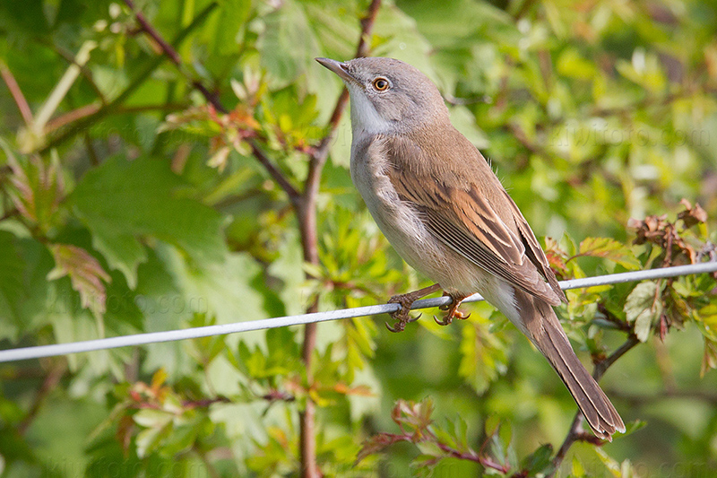 Greater Whitethroat Photo @ Kiwifoto.com