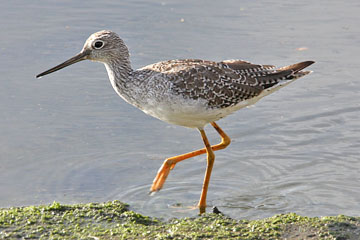 Greater Yellowlegs Picture @ Kiwifoto.com