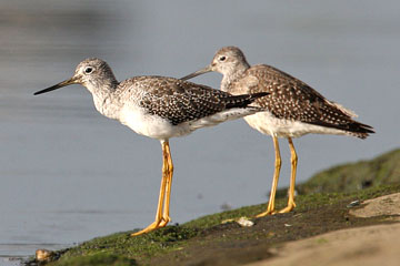 Greater Yellowlegs Image @ Kiwifoto.com