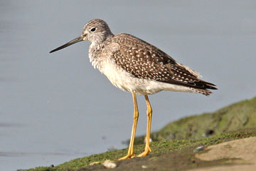 Greater Yellowlegs Photo @ Kiwifoto.com