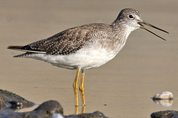 Greater Yellowlegs Picture @ Kiwifoto.com