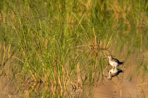 Greater Yellowlegs Photo @ Kiwifoto.com