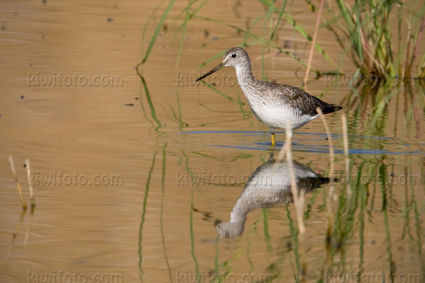 Greater Yellowlegs Photo @ Kiwifoto.com