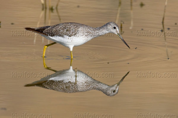 Greater Yellowlegs Photo @ Kiwifoto.com