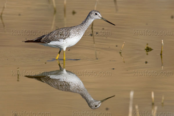 Greater Yellowlegs Photo @ Kiwifoto.com